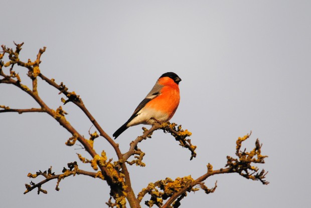 Bullfinch (c) Amy Lewis