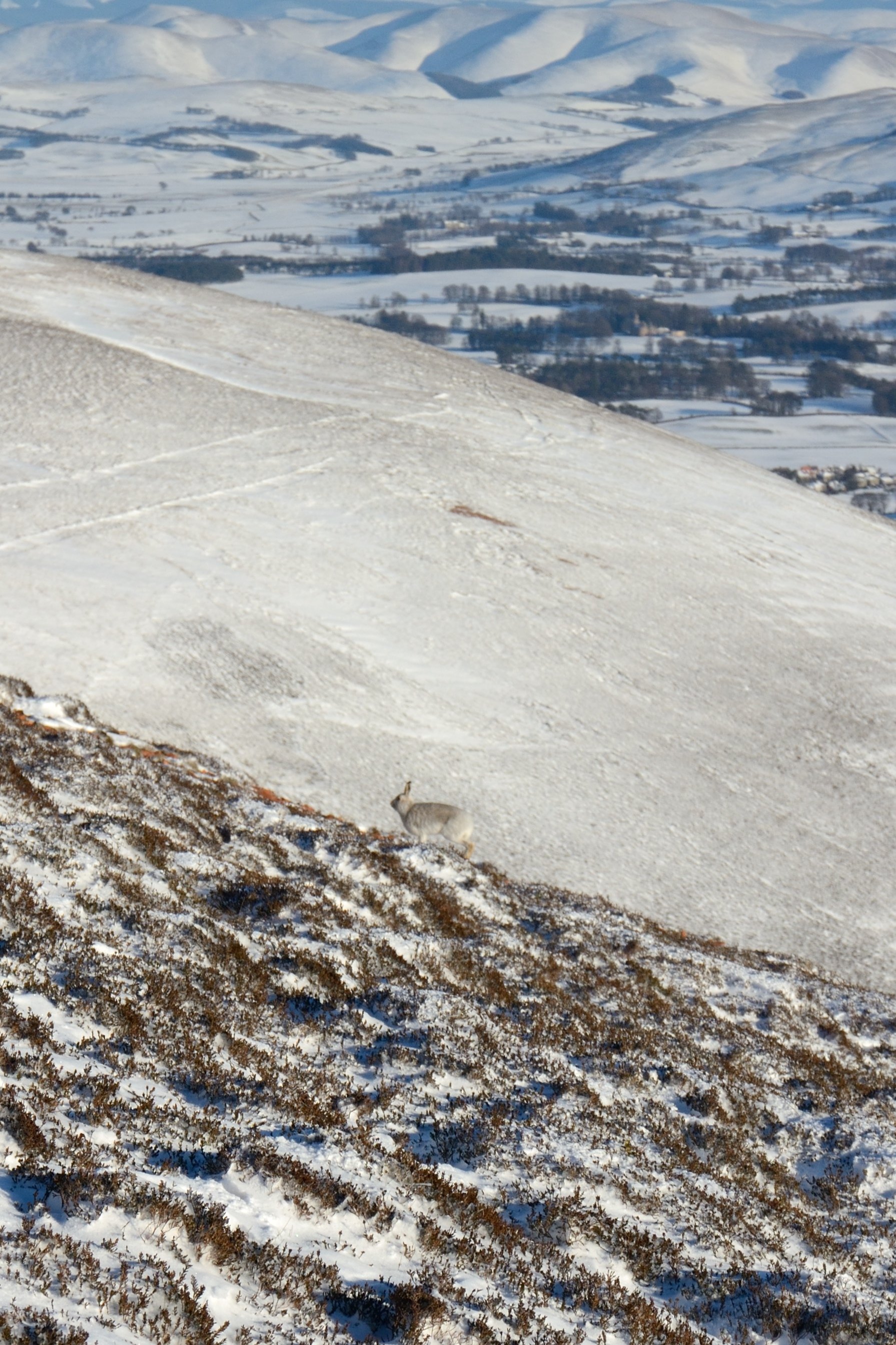 Mountain hare on Tinto hill (c) Richard Hebb
