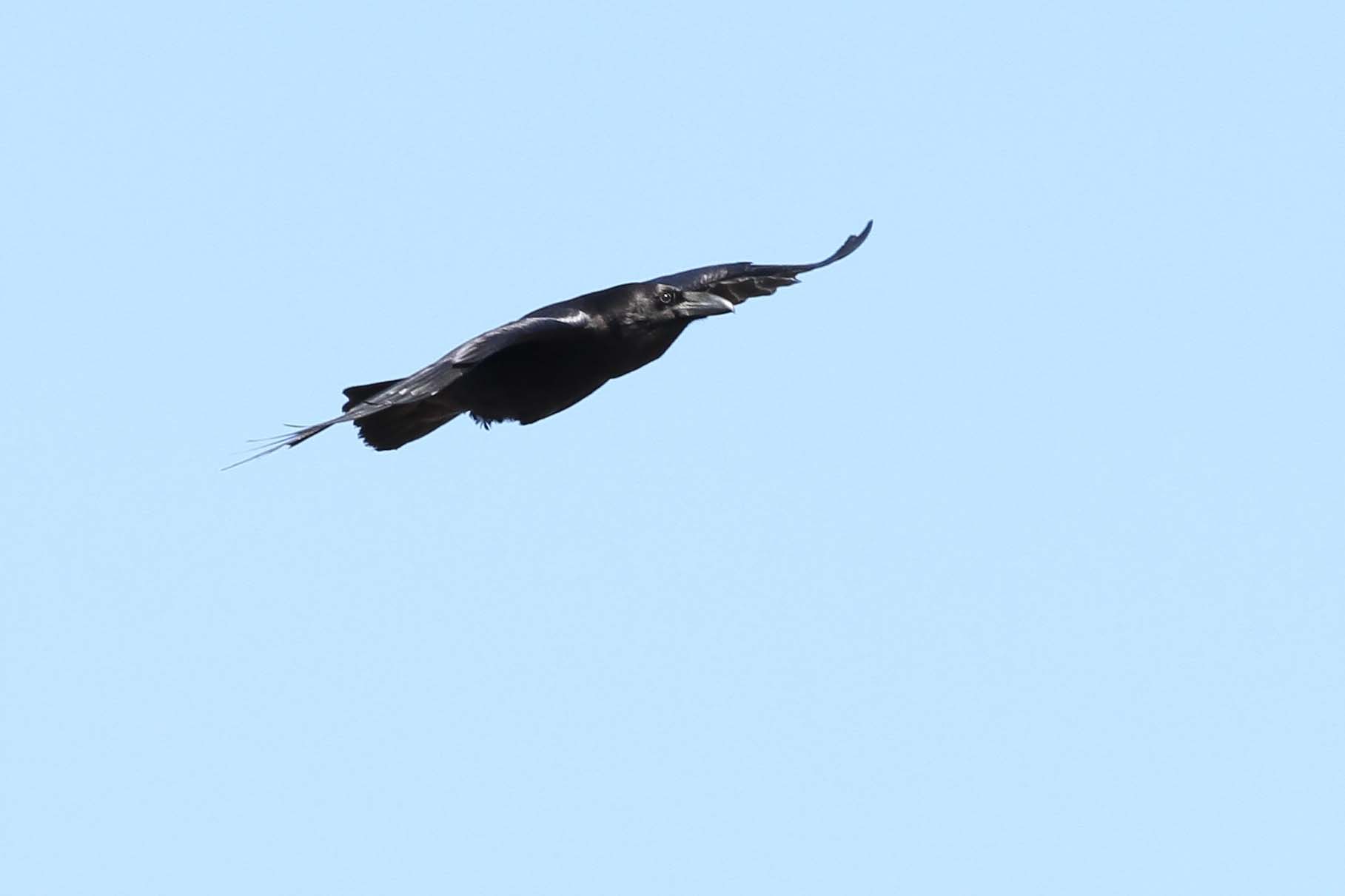 Raven in flight (c) Margaret Holland