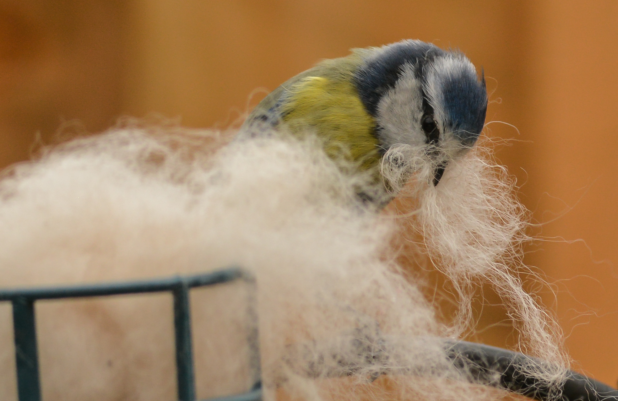 Blue tit collecting nesting material (c) Janet Packham