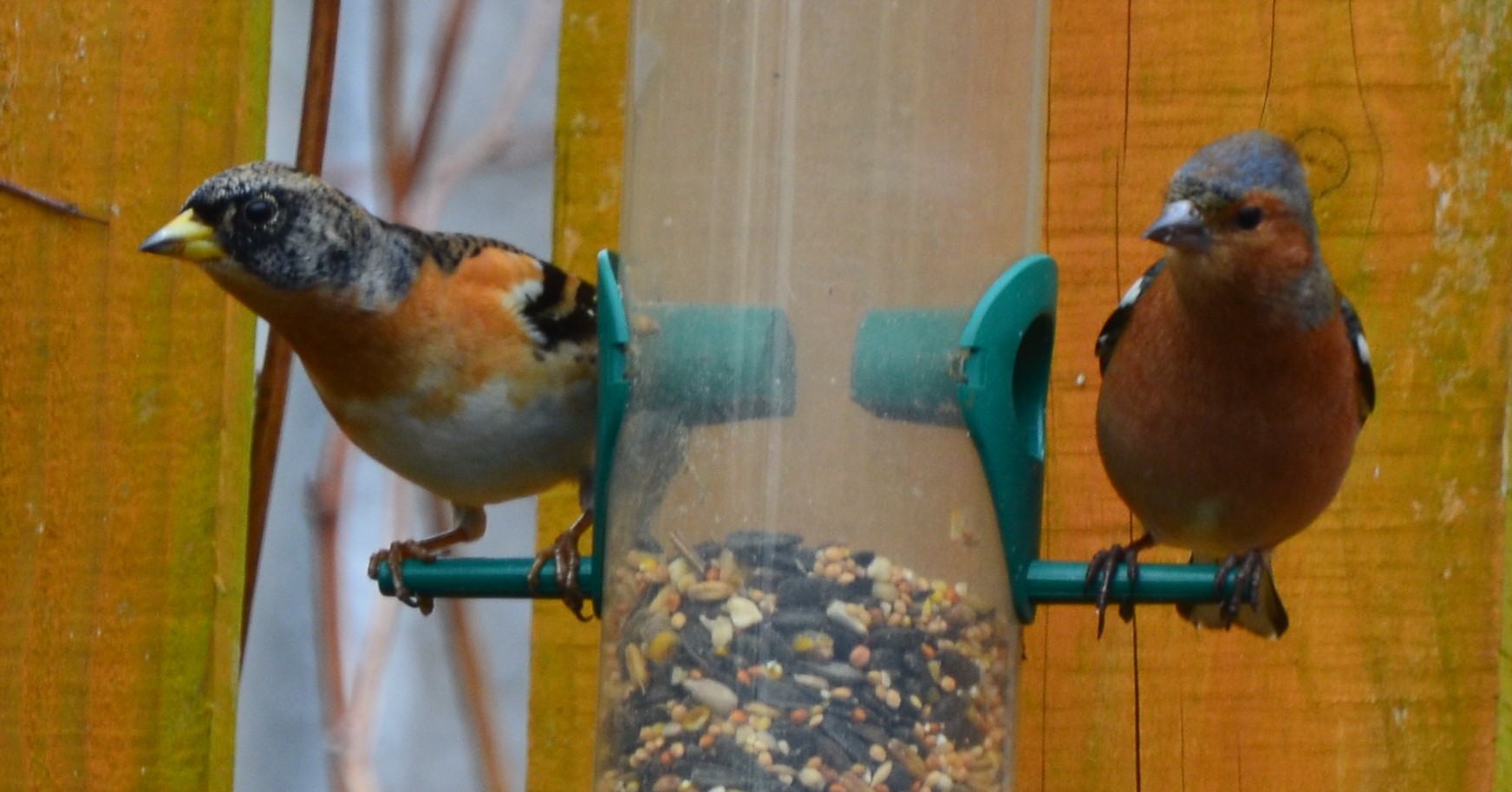 Brambling (left) and Chaffinch (right) (c) Jim Ness