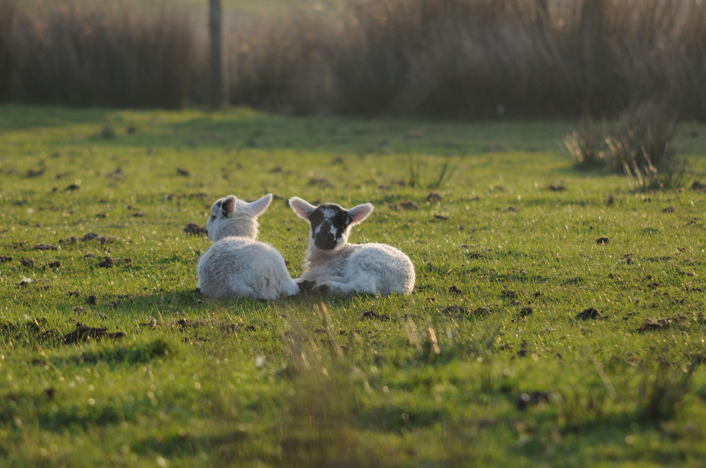 Lambs (c) sk8geek