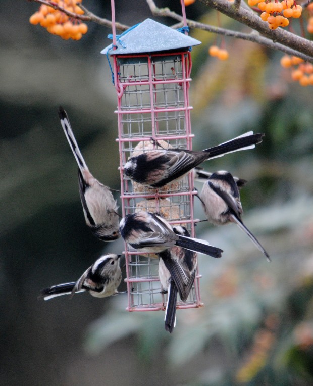 Long tailed tits on feeder (c) Amy Lewis