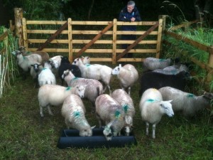 Flying Flock (c) Scottish Wildlife Trust