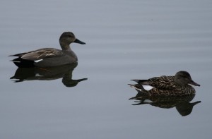 Gadwall (c) Richard Blackburn