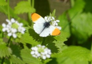 Orange Tip (c) Scottish Wildlife Trust