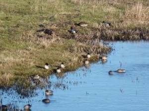 Teal and wigeon in Salt Pans (c) Scottish Wildlife Trust