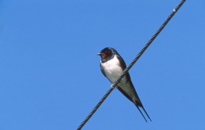 Swallow (c) Niall Benvie