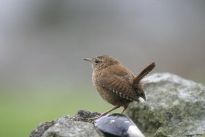 Wren (c) Darin Smith