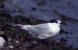 Sandwich tern (c) Scottish Wildlife Trust