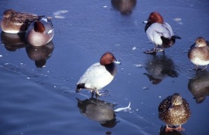 Pochard with wigeon on icy loch (c) Emilio Dicerbo