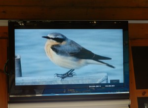 Webcam footage of wheatear on tern raft (c) Scottish Wildlife Trust