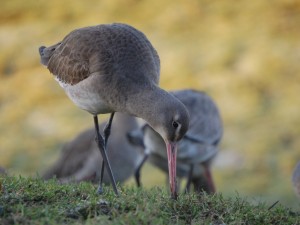 Black-tailed godwit (c) Adam McClure