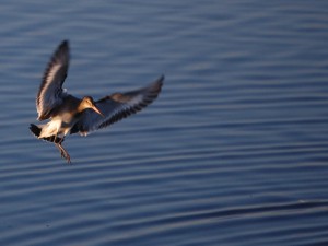 Black-tailed Godwit (c) Adam McClure