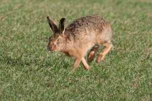 Brown hares (c) Steve Gardner