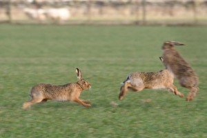 Brown hares (c) Steve Gardner