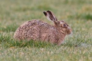 Brown hare resting (c) Steve Gardner