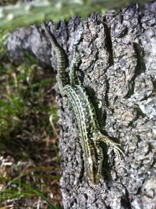 Common lizard on log (c) Paul Miller