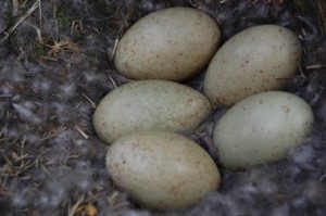 Eider nest (c) Scottish Wildlife Trust