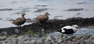 Female & male eiders (c) Scottish Wildlife Trust