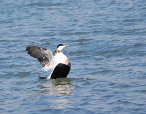 Male eider at Montrose Basin (c) Scottish Wildlife Trust