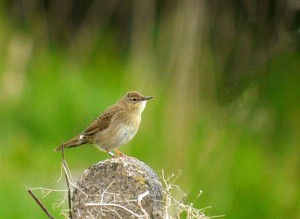 Grasshopper warbler on Mains of Dun (c) Jon Cook