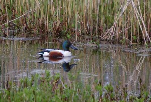 Male shoveler (c) Scottish Wildlife Trust