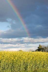 Oil seed rape and rainbow at Montrose Basin (c) Scottish Wildlife Trust