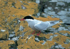 Common tern (c) Darin Smith