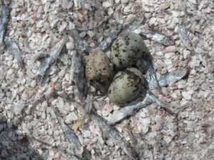 Common tern nest from 2010 (c) Scottish Wildlife Trust