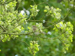 Garden Warbler (c) Scottish Wildlife Trust