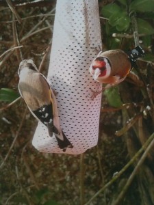 Goldfinches on feeder (c) Scottish Wildlife Trust