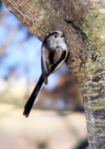 Long-tailed tit (c) Scottish Wildlife Trust