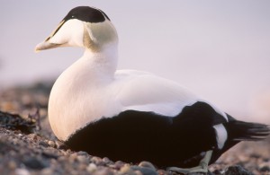 Eider (c) Niall Benvie