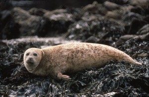 Common seal (c) Scottish Wildlife Trust