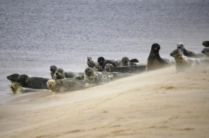 Common seals on beach (c) DC