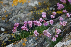 Thrift (c) Scottish Wildlife Trust