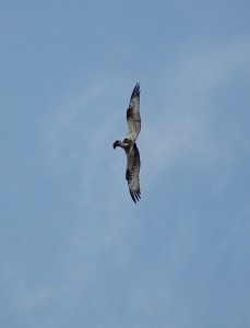 Twisting osprey (c) Adam McClure