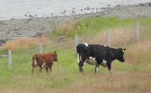 Cow & calf (c) Andy Wakelin, Scottish Wildlife Trust