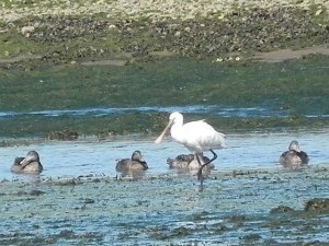 Spoonbill (c) Andy Wakelin, Scottish Wildlife Trust