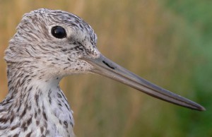 Greenshank (c) Euan Ferguson, Grampian Ringing Group