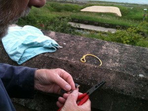 Ringing a swallow chick (c) Scottish Wildlife Trust