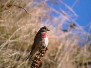 Linnet (c) Scottish Wildlife Trust