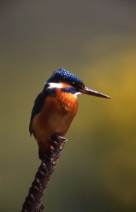 Kingfisher (c) ADJ