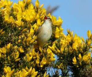 Singing sedge warbler (c) Scottish Wildlife Trust