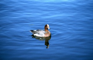 Wigeon