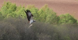 Osprey with fish (c) Adam McClure