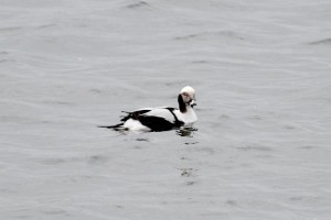 Long Tailed Duck (c) Richard Blackburn