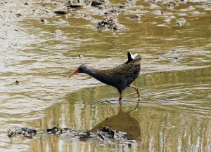 Water Rail (c) SWT