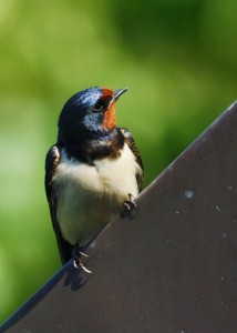 Swallow at Visitor Centre (C) Richard Blackburn